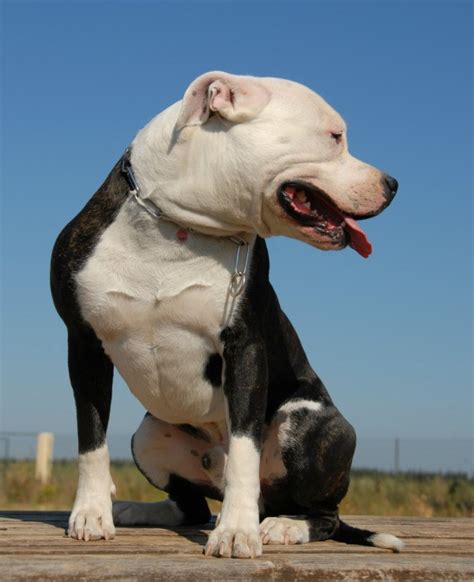 Training a Rescued Pit Bull | ThriftyFun