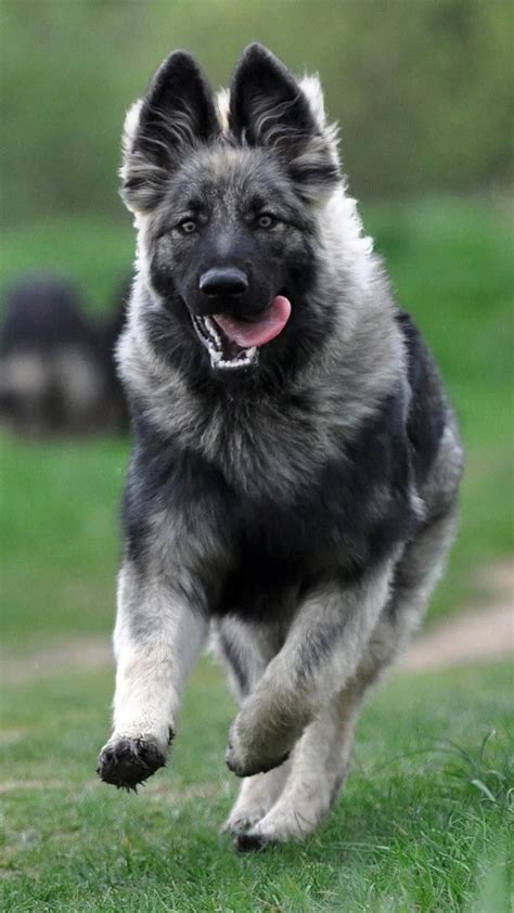 Where to find american alsatian puppies for sale – Artofit