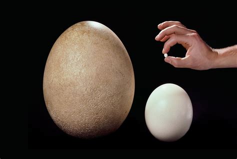 Kiwi Bird Egg Size Comparison