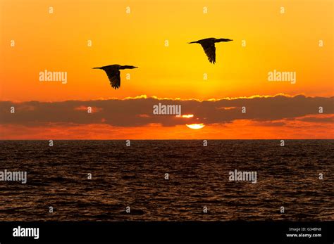 Birds silhouettes flying is two birds flying silhouetted Stock Photo - Alamy