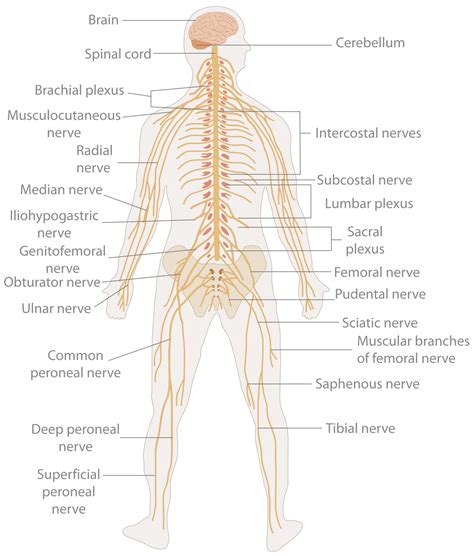 Nervous system - Wikipedia