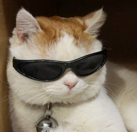 cat in sunglasses Blank Template - Imgflip