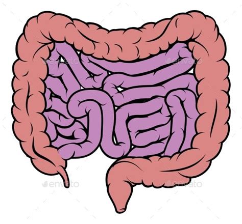 an illustration of the human digest in pink and purple colors, with ...