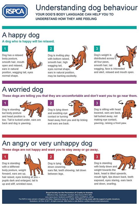 Understanding Your Dog's Body Language | RSPCA | Dog body language, Dog behavior, Dog training