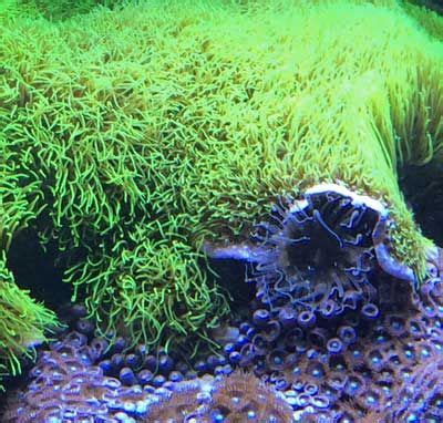 Green star polyps: soft coral care guide for reef aquarium | Saltwater aquarium fish, Reef ...