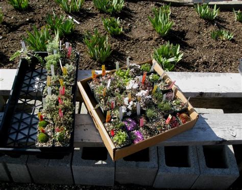 Plant Sale — Second Weekend — 6 and 7 April 2019 – All Souls Unitarian Universalist Church of ...
