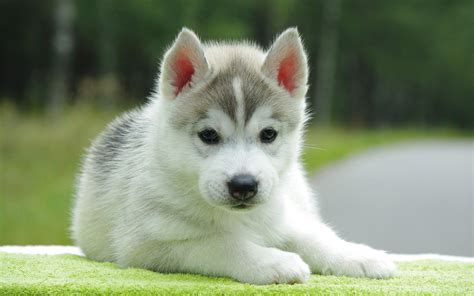 Adorable Husky Puppies Wallpaper Images & Pictures - Becuo