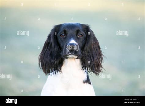 Springer spaniel portrait Stock Photo - Alamy