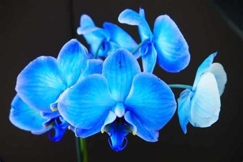 Blue Orchid Flower Meaning & Symbolism (Uniqueness & Hope)