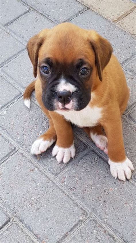 Boxer Puppies For Sale | Orlando, FL #256360 | Petzlover