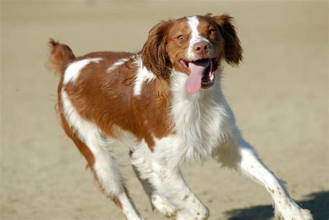 Brittany - Dog running at the park | Notare il pelo un po' u… | Flickr