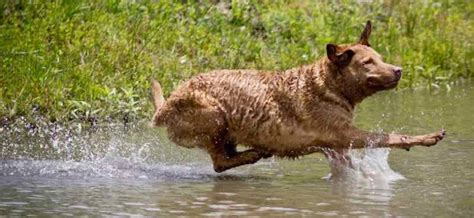 Water dog breeds list - these dogs love water - swimming dogs - K9RL