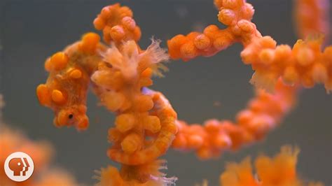 Pygmy Seahorses: Masters of Camouflage | Deep Look - YouTube