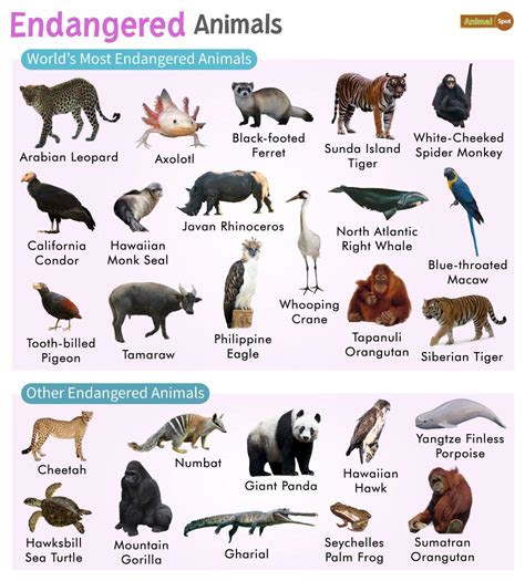 Endangered Animals : List with Pictures