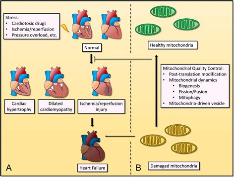Frontiers | Mitochondrial Quality Control in Cardiomyocytes: A Critical Role in the Progression ...