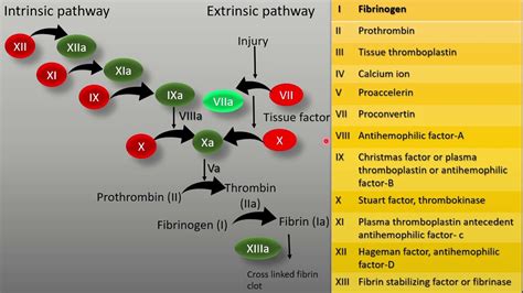 Blood clotting and clotting factors - YouTube