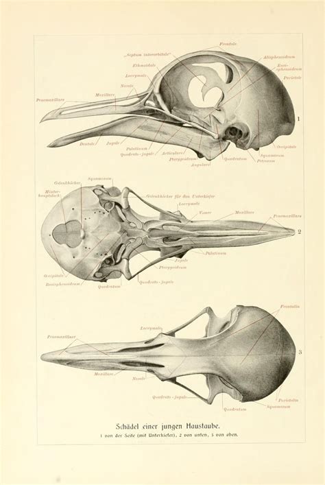 Pigeon Skull Anatomy | PeepsBurgh.Com