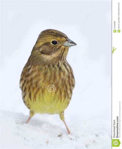 Yellowhammer Emberiza Citrinella Stock Image - Image of organism, bird ...