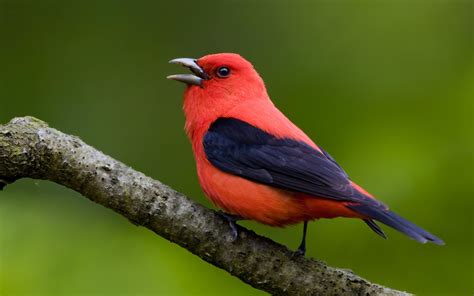 Scarlet Tanager | Audubon Field Guide