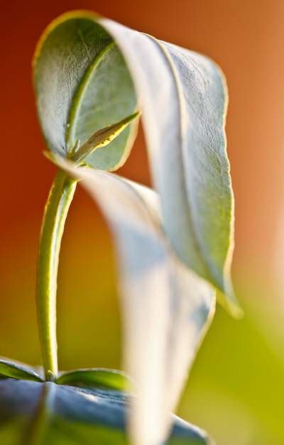 Eucalyptus Oil Allergy Symptoms and Diagnosis - Allergy Symptoms