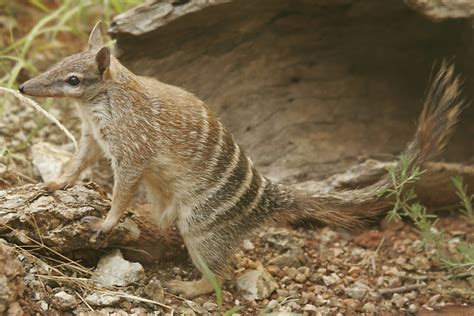 Numbat - Animals Photos