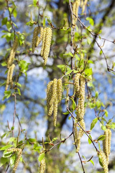 Birch catkins, outdoors stock image. Image of hope, decoration - 86060199