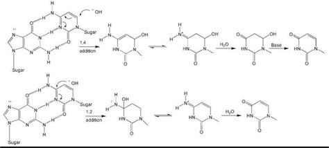 Figure 2. Plausible chemical mechanisms for the base-mediated ...