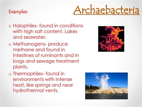 Archaea examples kingdom