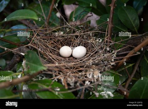 Streptopelia decaocto nest with two eggs hi-res stock photography and ...