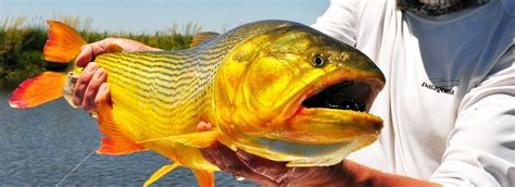 Golden Dorado Fishing Argentina