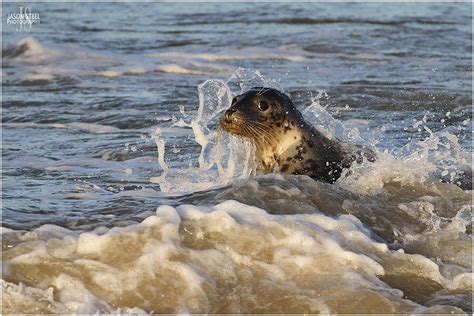 Seals in the UK