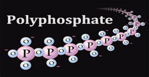 Polyphosphate - Assignment Point