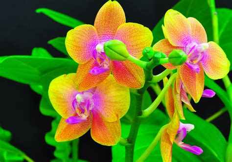 habrumalas: Orchids In Water Wallpaper Images