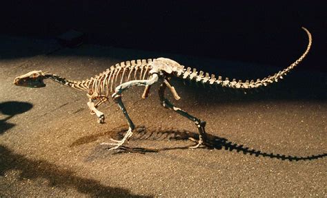 Eoraptor skeleton in Japan | Palaeontology - 05: Triassic | Pinterest ...