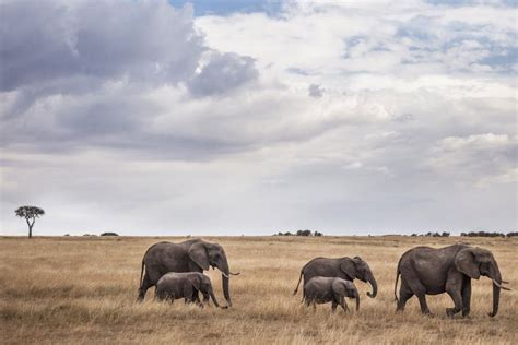 10 Best Kenya Safari Tours: Our Top Picks (With Stunning Photos)