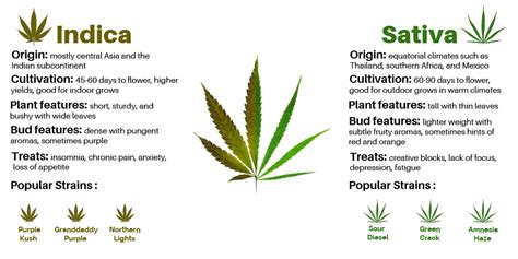 Difference between Sativa and Indica | BudDocs