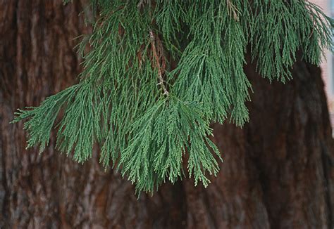 Redwood Trees Leaves