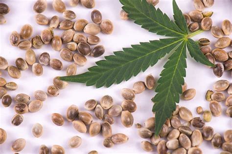 Is It Safe to Smoke Marijuana Seeds? | Leafbuyer