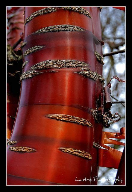 Paperbark cherry, Tibetan cherry, Birch bark Cherry. Prunus Serrula Tibetica by Nikonic | Prunus ...