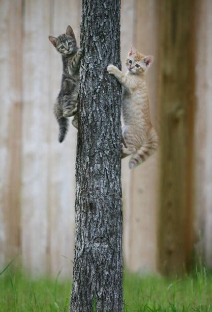 Best Cat Climbing Tree Stock Photos, Pictures & Royalty-Free Images - iStock