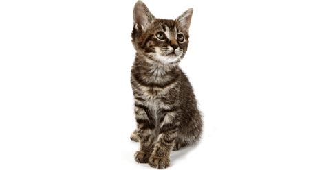 Manx Breeders Australia | Manx Info & kittens