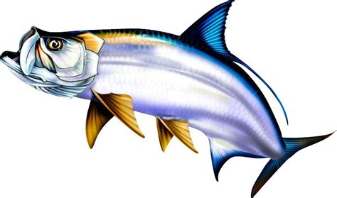 Tarpon Drawing | Free download on ClipArtMag