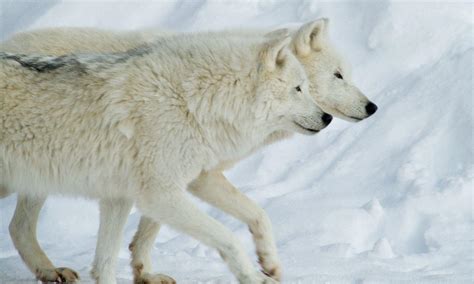 Arctic Wolf Wallpapers - Wallpaper Cave