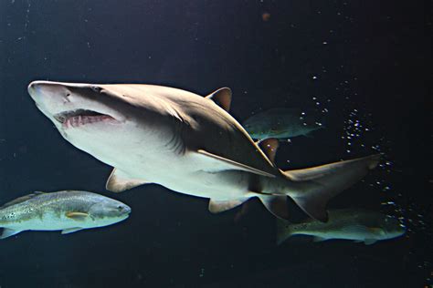 Sharks after Dark Experience | SEA LIFE Birmingham
