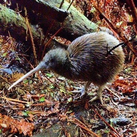 Wildlife Courses In New Zealand - Wildlife Aestetic 2021