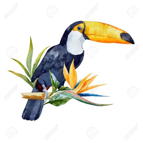 Beautiful Image With Nice Watercolor Toucan With Flowers Clip Art Libres De Droits , Vecteurs Et ...