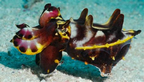 Fun Flamboyant Cuttlefish Facts For Kids | Kidadl