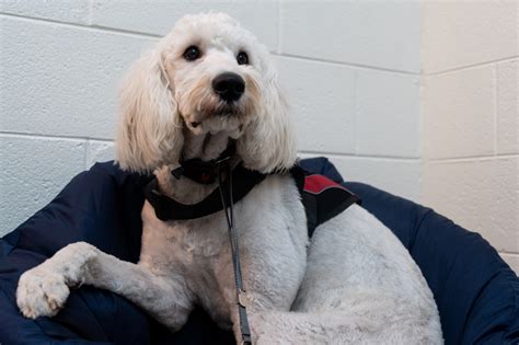 Portage school’s new four-legged pupil is ‘center of attention’ - mlive.com