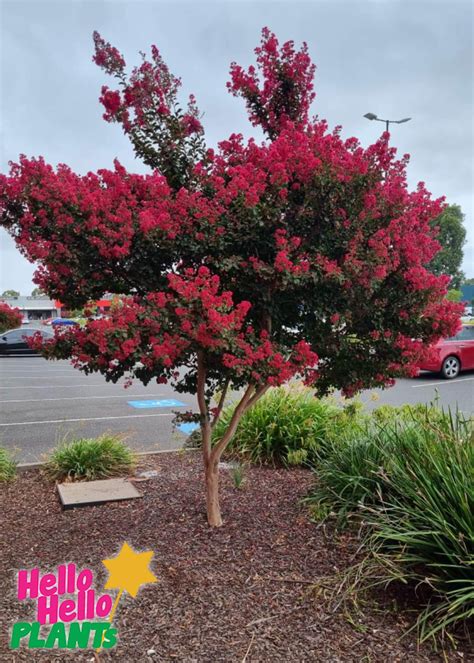 Lagerstroemia 'Tuscarora' Crepe Myrtle - Hello Hello Plants