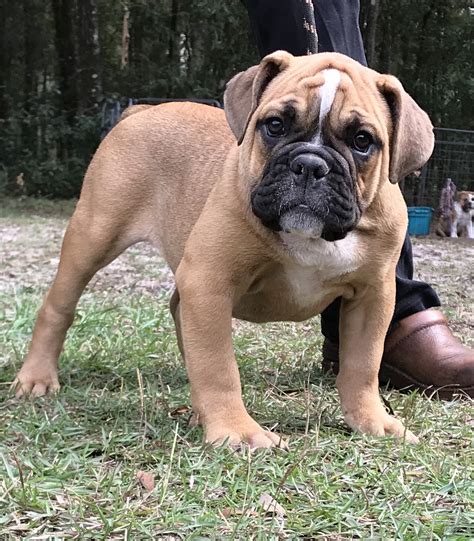 Old English Bulldog Puppies For Sale | Ocala, FL #284304